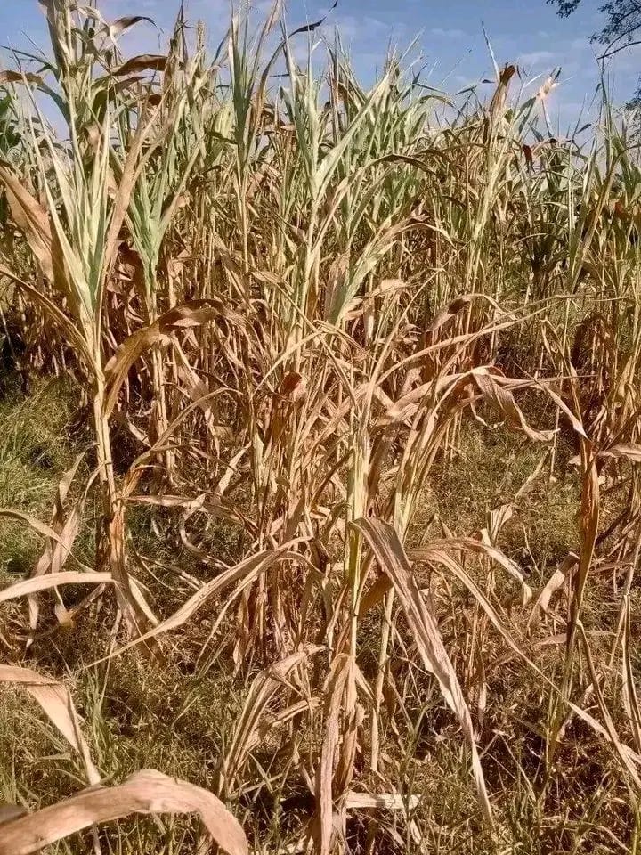 Drought affected farmland
