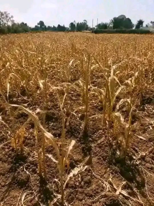 Agriculture